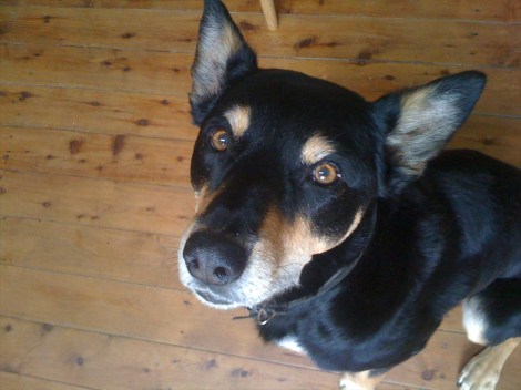 Brownie Brass, Kelpie, Bimblebox expedition member.