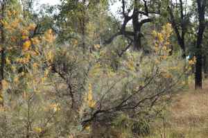 bimblebox grevillea, photo by Jill Sampson