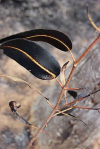 After the Fire, Bimblebox, by Jill Sampson