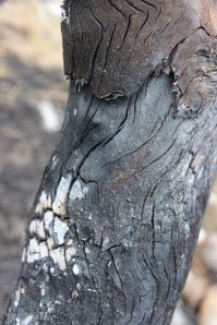 After the Fire, Bimblebox, by Jill Sampson