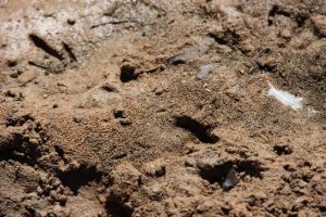 Emu Footprints,  photo by Jill Sampson