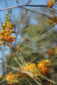Gorgeous Grevillea, photo by Jill Sampson