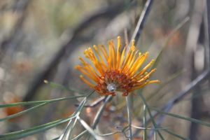 Flowering in the Heathland, photo by Jill Sampson
