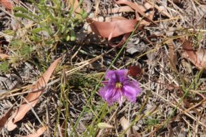 Fringed Violet, photo  Jill Sampson