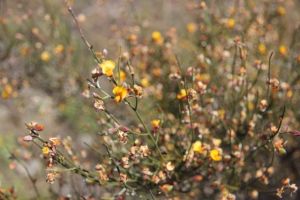 Flowering in the heathland, photo by Jill Sampson