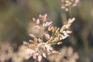 photo by Jill Sampson