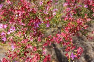 Flowering in the heathland, photo by Jill Sampson