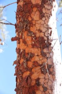 Bark on Bimblebox, photo by Jill Sampson