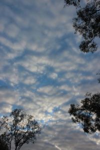 Morning at Bimblebox, photo by Jill Sampson