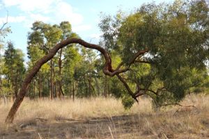 bimblebox 2013, photo by Jill Sampson