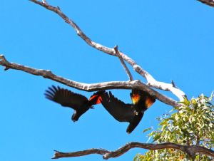 Red-tailed Black Cockatoos visited our campsite for the day in 2013.