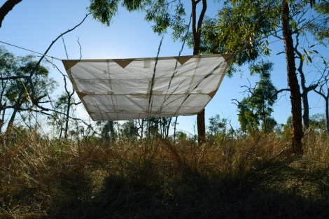 Hosho tarp hangs over grasses at Bimblebox