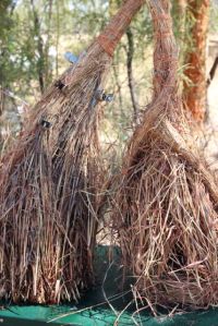 Jill's grass sculptures take shape 