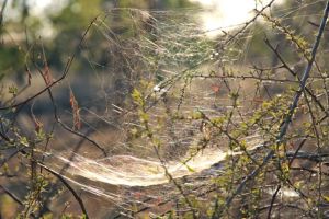 Web 2, Bimblebox 2013, photo by Jill Sampson