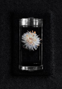 Bimblebox promo_REso#17E42F