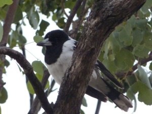 Pied Butcherbird at Bimblebox Nature Refuge, photo by Sonya Duus