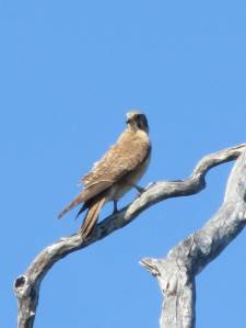 Bimblebox2014ArtistCamp-brownfalcon-photoBethJ