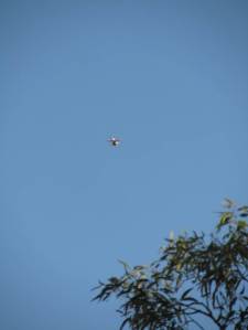 Bimblebox2014ArtistCamp-CameraDrone-JohnDavis-photoBethJ