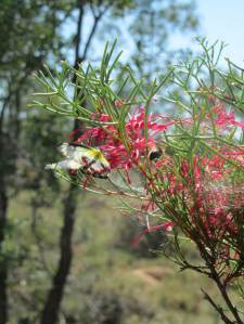 Bimblebox2014ArtistCamp-hakea-photoBethJ
