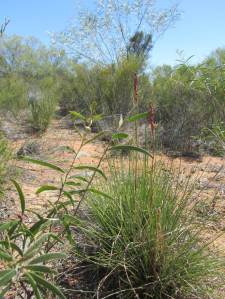 Bimblebox2014ArtistCamp-heathland-photoBethJ