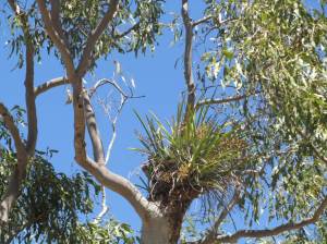 Bimblebox2014ArtistCamp-orchid-photoBethJ