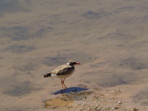 Black-fronted Dotterel at the Bimblebox Nature Refuge, photo Sonya Duus 