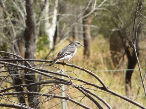 Jacky Winter, photo Sonya Duus 