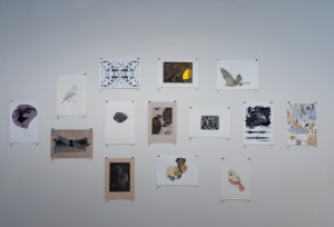 Bimblebox 153 Birds photo Paula Quintela