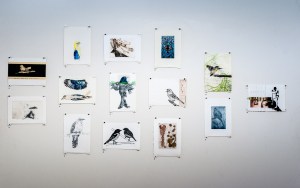 Bimblebox 153 Birds photo Paula Quintela