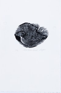 Little Button Quail, Jenny Rogers, photo Paula Quintela. 