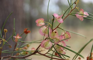 Bimblebox flowers, photo Jill Sampson, 2014.