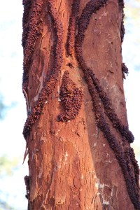 Tree trunk trails, photo Jill Sampson 2014.
