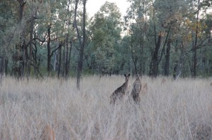 Kangaroos on Bimblebox, photo Jill Sampson 2014.