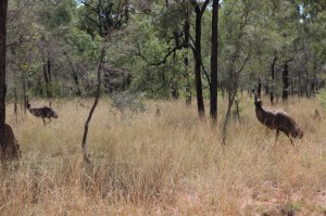 Emus at Bimblebox, photo Jill Sampson, 2014