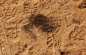 Alan Tulloch, Haunt, Coal Dust on Bbox Soil (Day 3), 2015 