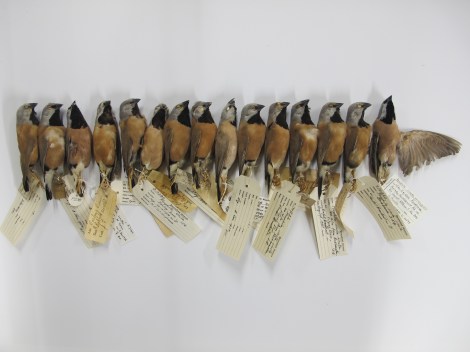 ©Emma Lindsay 2013_15 endangered black throated finches (Memento mori for Bimblebox) digital photograph copyright of the artist