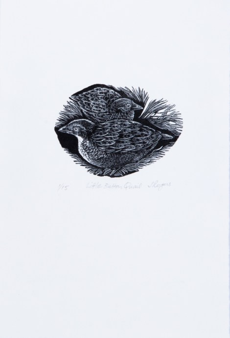 Little Button Quail, 2015, Jenny Rogers, photo Paula Quintela