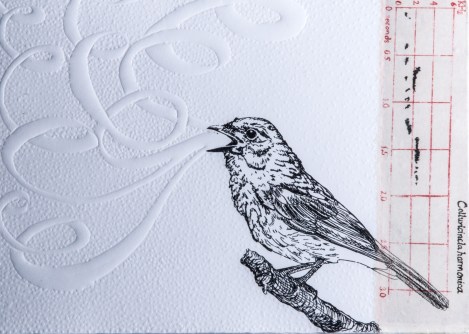 Grey Shrike ThrushKate Goringe-Smith, And with breath, song, 2014, photo Paula Quintela