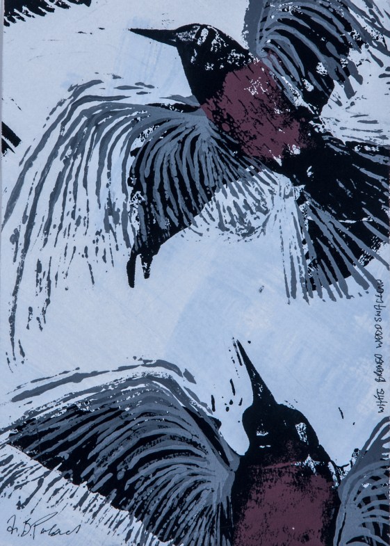 White-browed Woodswallow, 2014, Anthea Parsons, photo Paula Quintela